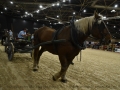 Longines Equita Lyon DSC_2284